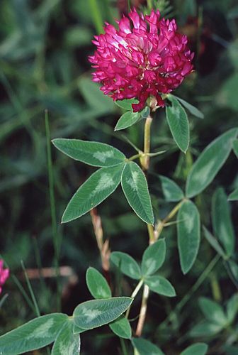 Trifolium medium